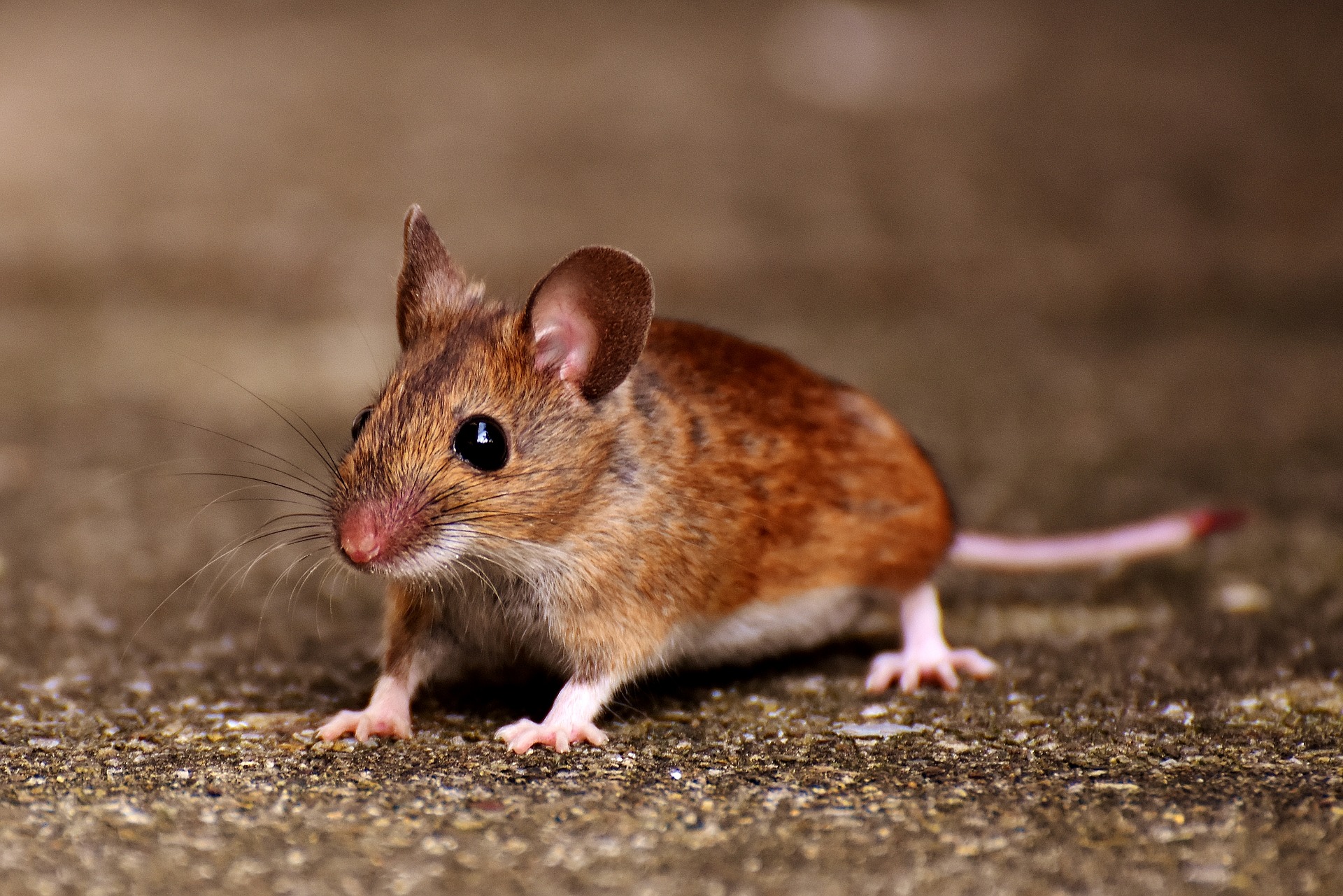 http://kingdomroofinginc.com/wp-content/uploads/2019/06/wood-mouse-2826216_1920.jpg