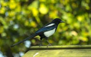 Read more about the article Florida Nesting Birds and Your Roof