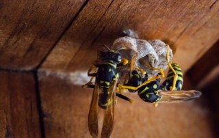 Read more about the article Common Roof Pests – and How To Get Rid of Them