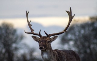 Read more about the article Is Your Sarasota Roof Ready for Reindeer?