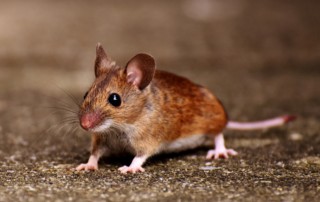 Read more about the article South Florida Roof Pests – Mice & Rats